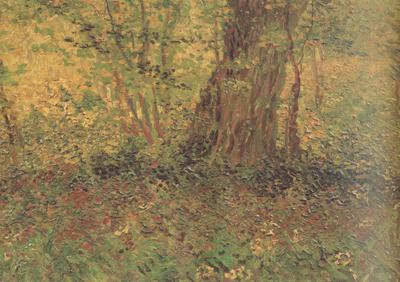 Vincent Van Gogh Undergrowth (nn04) Sweden oil painting art